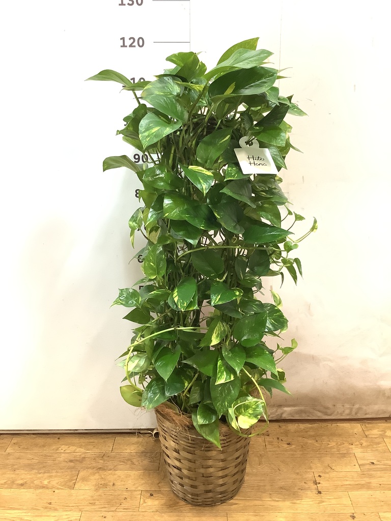 観葉植物 ポトス 8号 竹バスケット 付き | 観葉植物ならHitoHana(ひとはな)