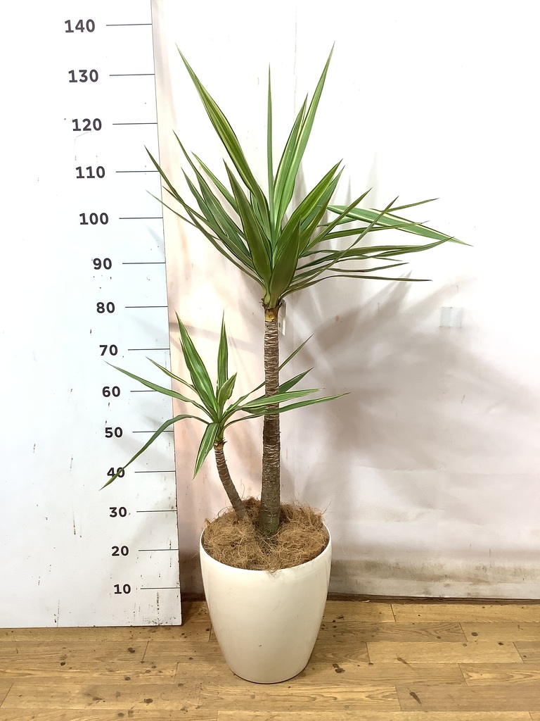 観葉植物 ユッカ 8号 斑入り ラスターポット 付き | 観葉植物なら