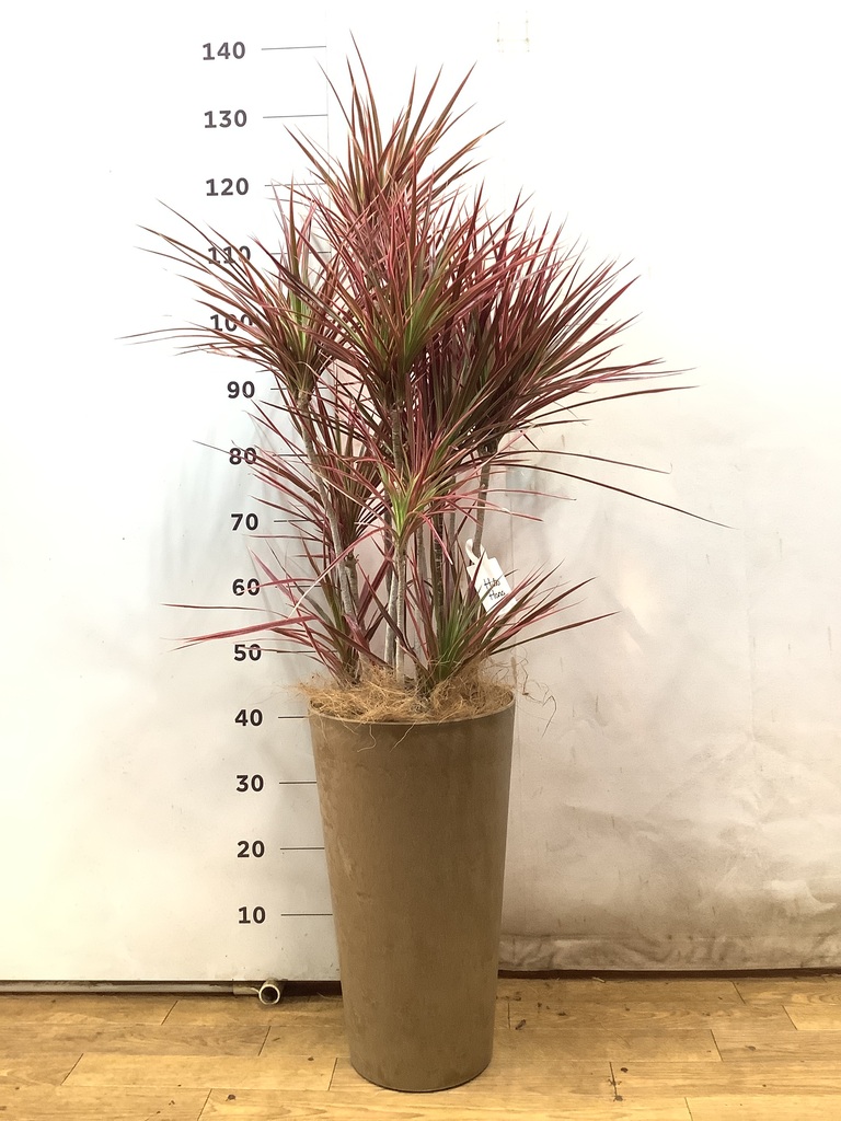 観葉植物 ドラセナ コンシンネ スカーレットアイビス 8号 寄せ