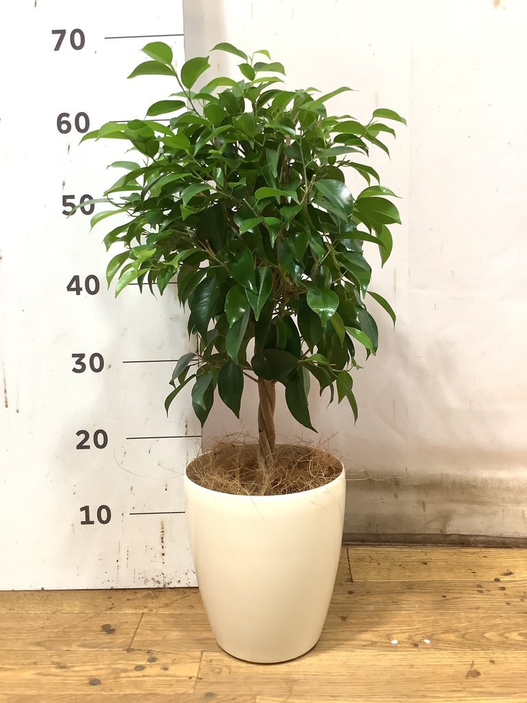 観葉植物 ベンジャミン 5号 リッチ プラスチック鉢 | 観葉植物なら