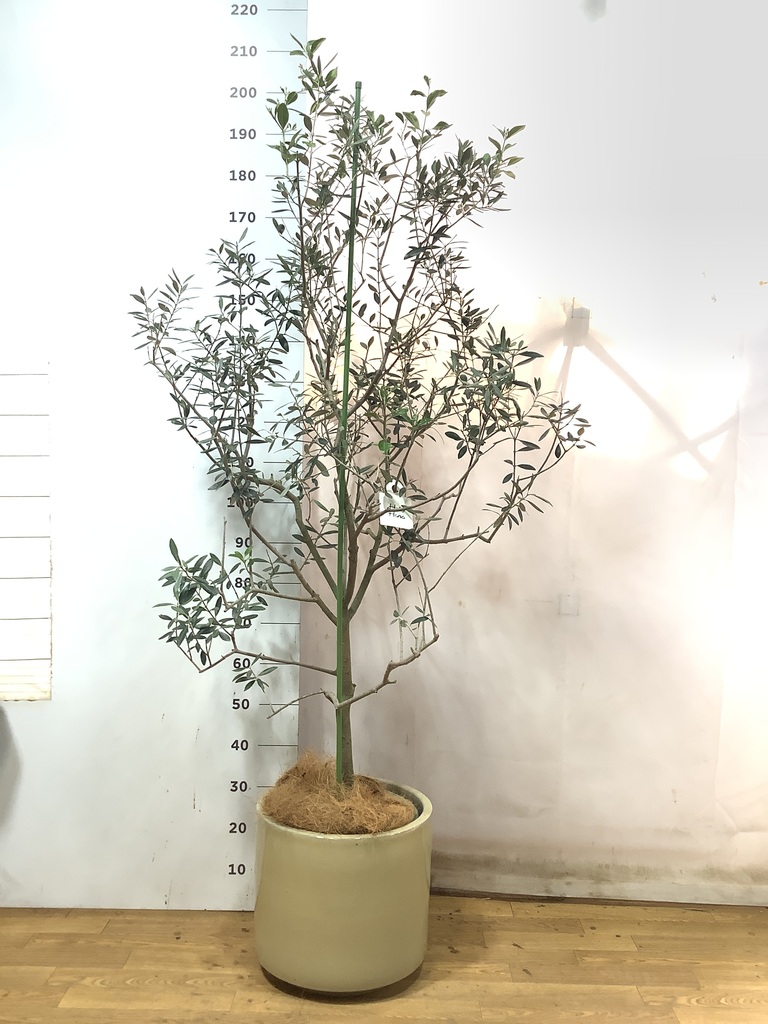 観葉植物 オリーブの木 10号 レッチーノ ウッドプランター 付き