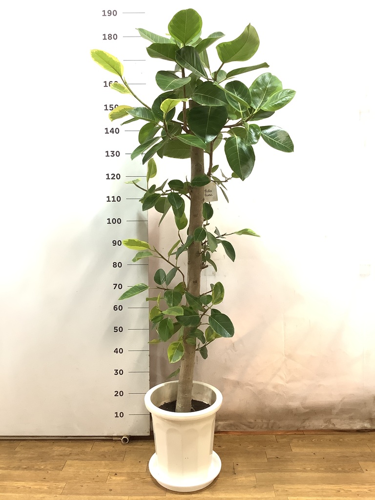 観葉植物 フィカス アルテシーマ 10号 ストレート プラスチック鉢 