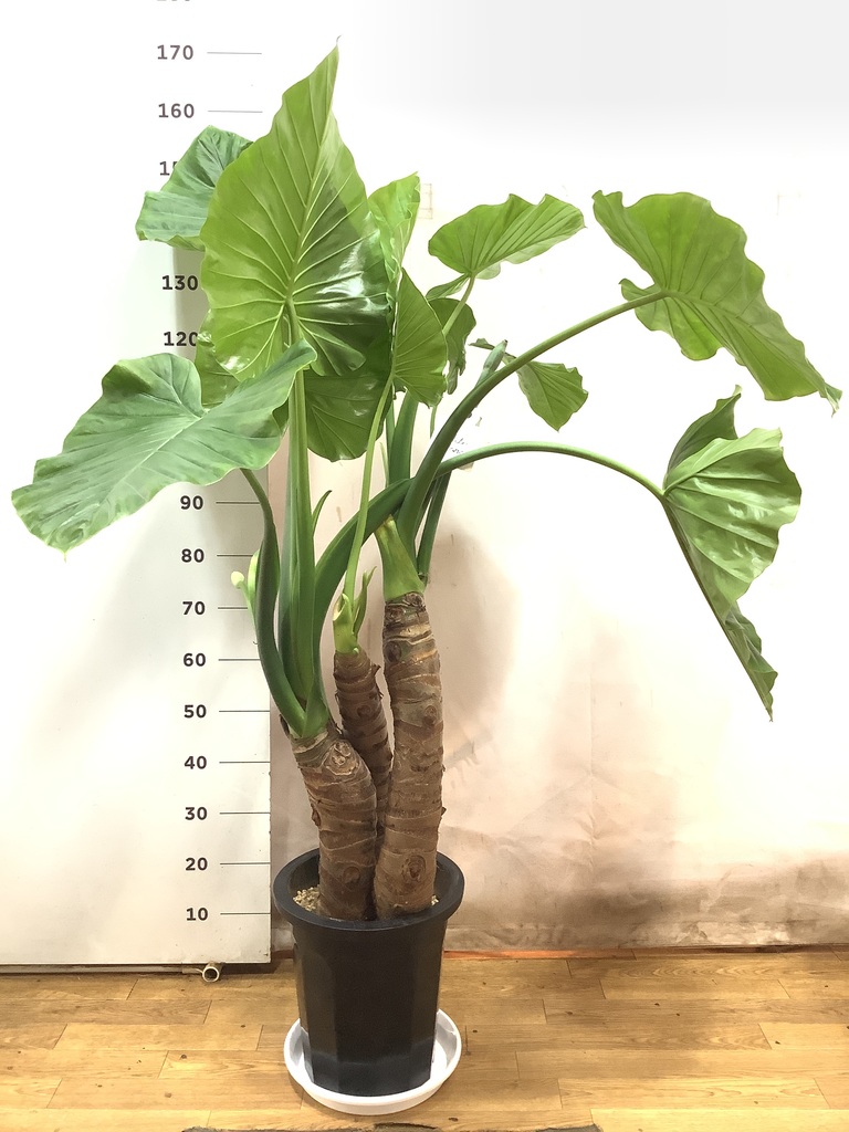 観葉植物 アロカシア 10号 オドラ（クワズイモ） リブバスケット
