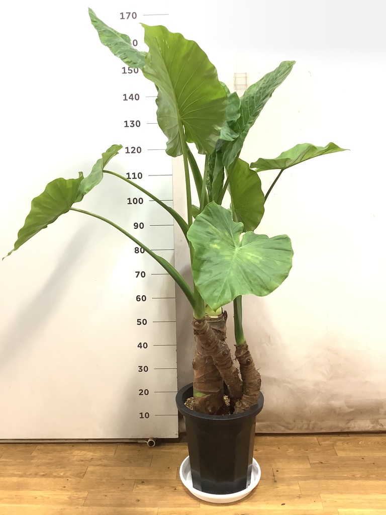 観葉植物 アロカシア 10号 オドラ（クワズイモ） プラスチック鉢