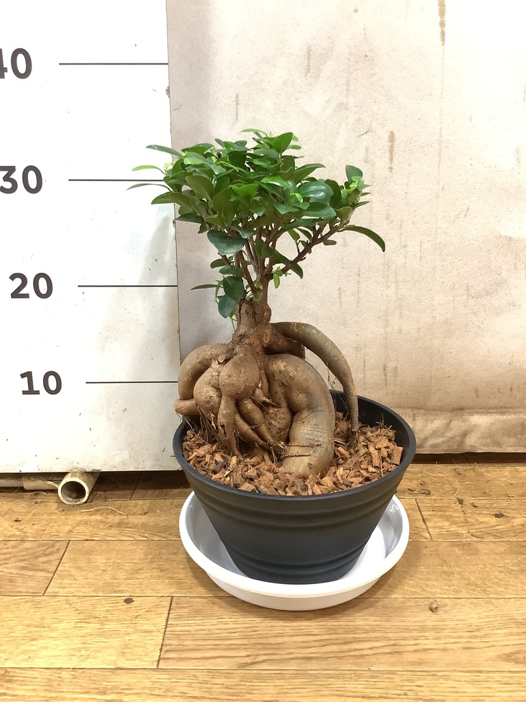 ガジュマル 高さ 77cm ガジュマル M | 観葉植物の通販 AND PLANTS (アンドプランツ)