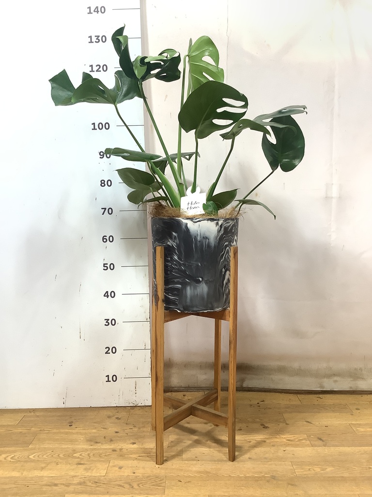 その他観葉植物 Noir 観葉植物 マングーカズラ 10号 木柱 プラスチック鉢 | 観葉植物
