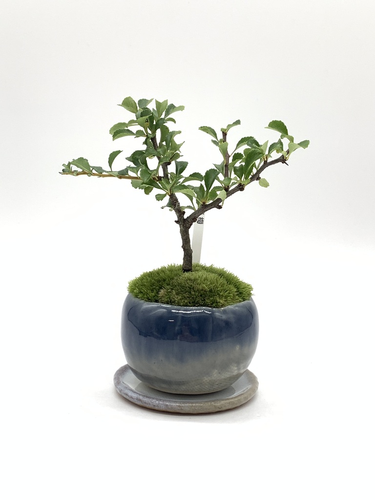 長寿梅 | 通販専門店 HitoHana（ひとはな）