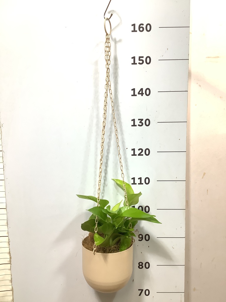 観葉植物 ポトス 4号 ライム プラスチック鉢 | 観葉植物ならHitoHana