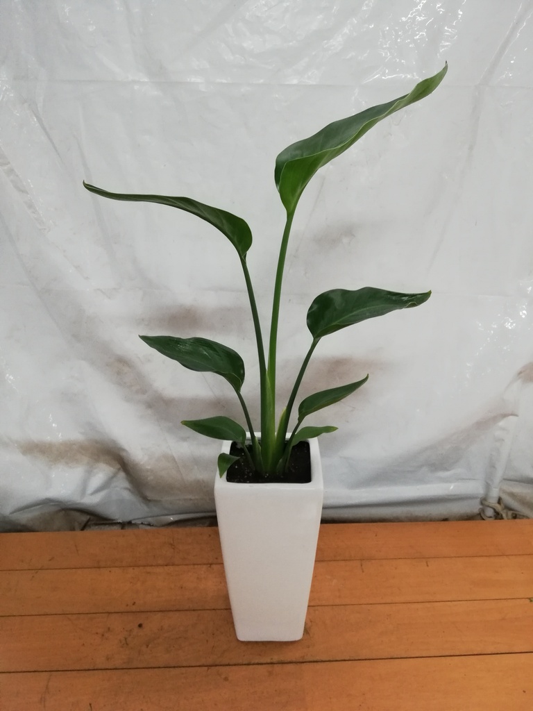 観葉植物 オーガスタ 6号 角高陶器 | 観葉植物ならHitoHana(ひとはな)