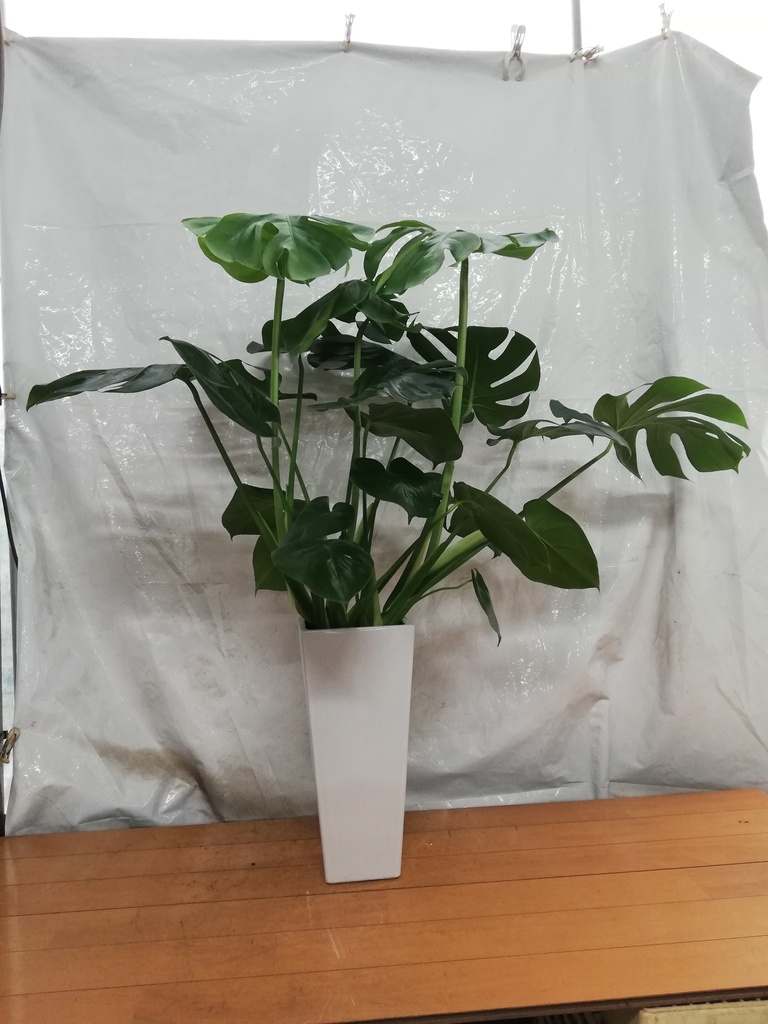 観葉植物 モンステラ 7号 ボサ造り 角高陶器 | 観葉植物なら