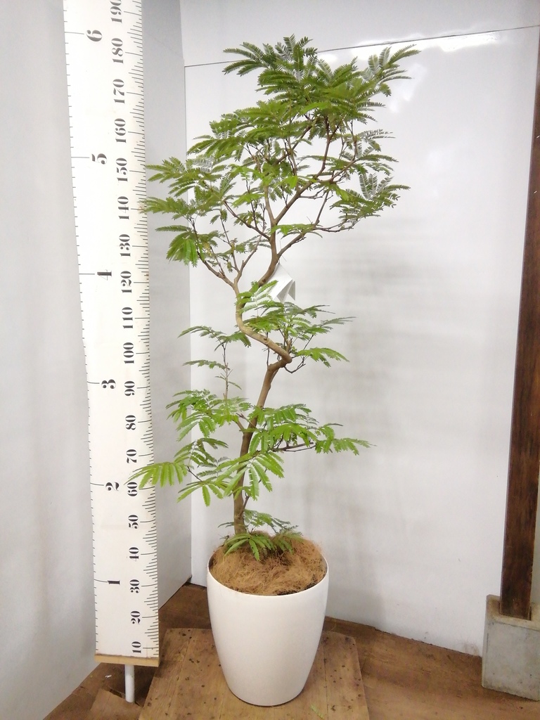 観葉植物 エバーフレッシュ 10号 曲り サンディ シリンダー 白 付き