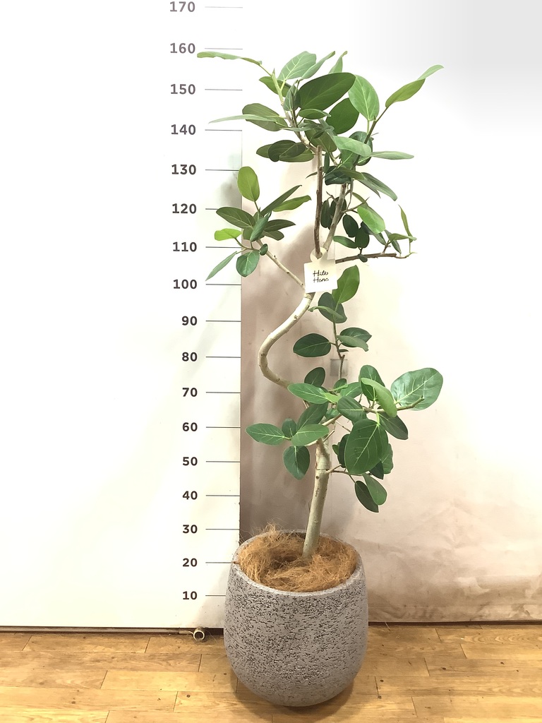 観葉植物 フィカス ベンガレンシス 8号 曲り ベータ キューブ