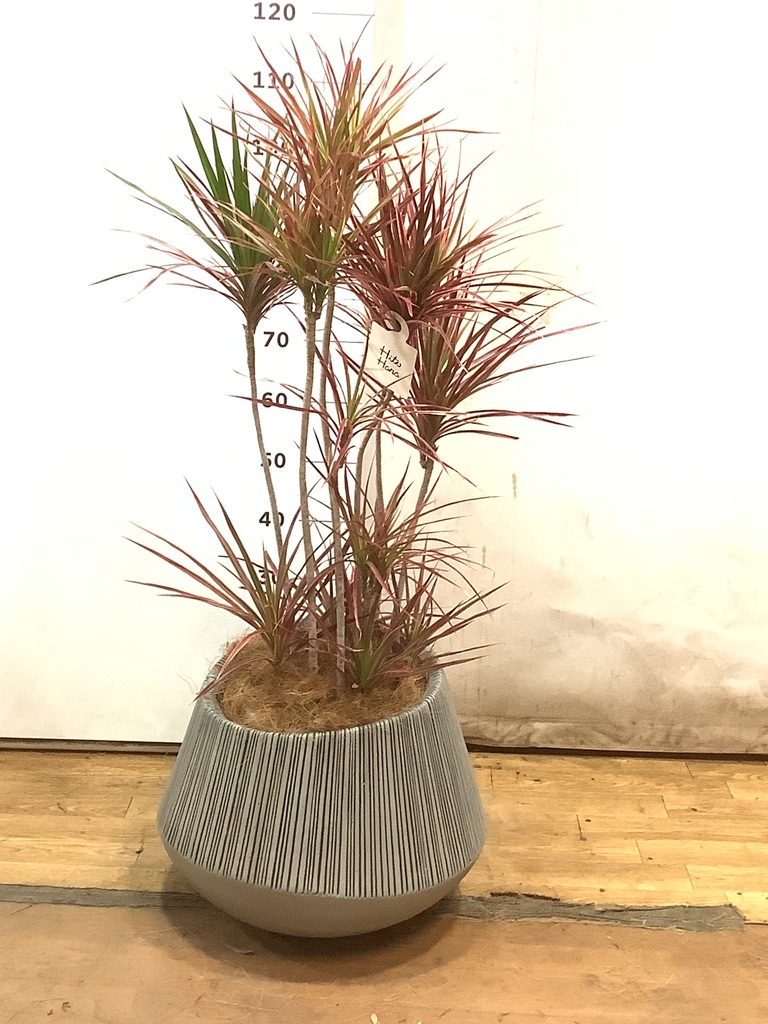ドラセナ コンシンネ スカーレットアイビス 寄せ | 観葉植物通販