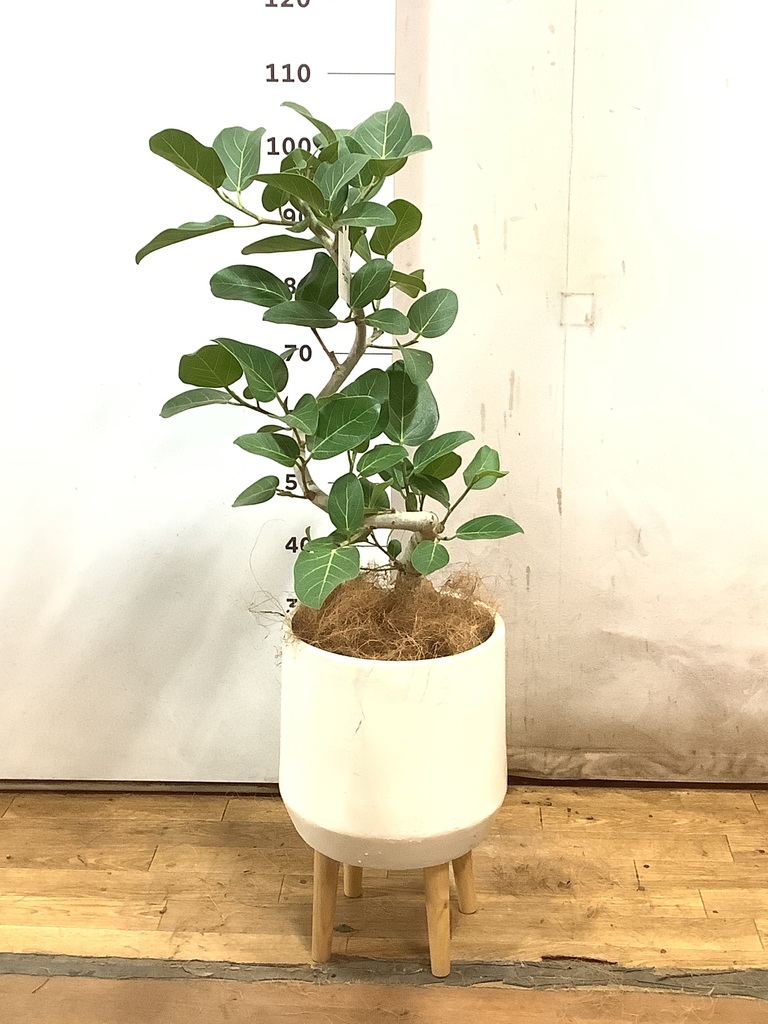 観葉植物 フィカス ベンガレンシス 7号 曲り プラスチック鉢 / 天久