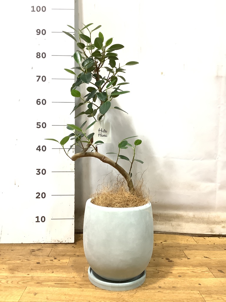 観葉植物 フランスゴムの木 6号 曲り プラスチック鉢を送料無料で翌日