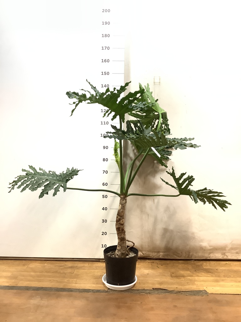 観葉植物 フィロデンドロン 8号 セローム ヒトデカズラ 根あがり