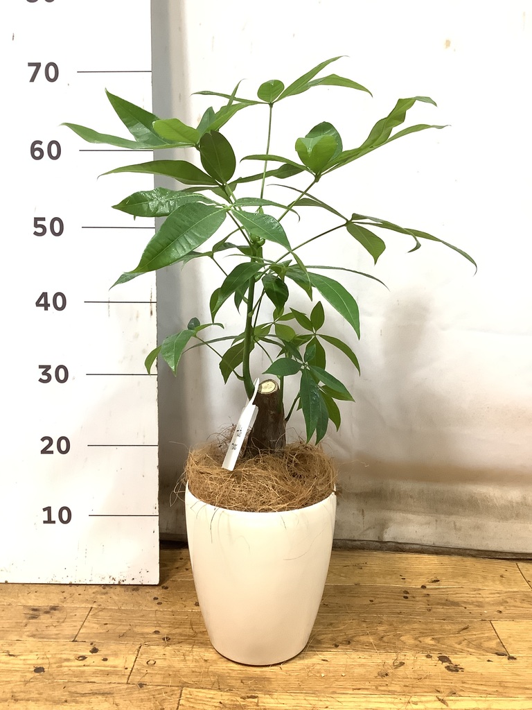 観葉植物 パキラ 5号 朴 プラスチック鉢 | 観葉植物ならHitoHana(ひとはな)