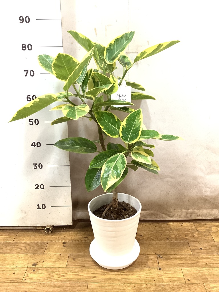 フィカス アルテシーマ 観葉植物 フィカス アルテシーマ 7号 ストレート プラスチック鉢