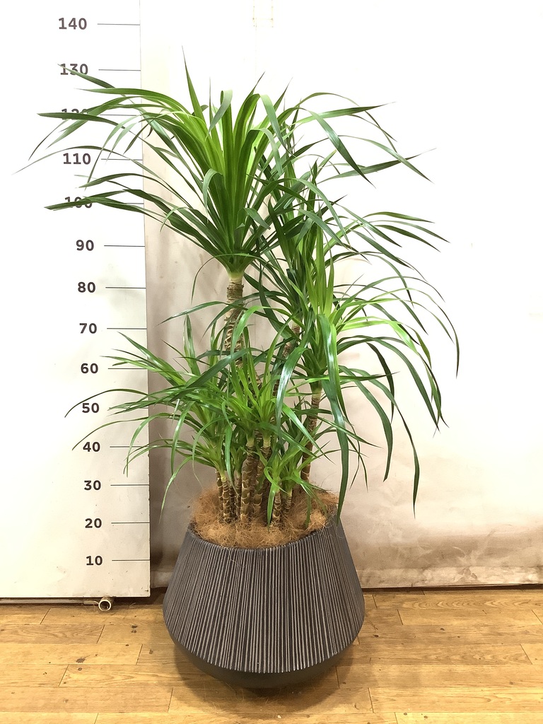 観葉植物 ドラセナ カンボジアーナ 8号 エディラウンド 黒 付き