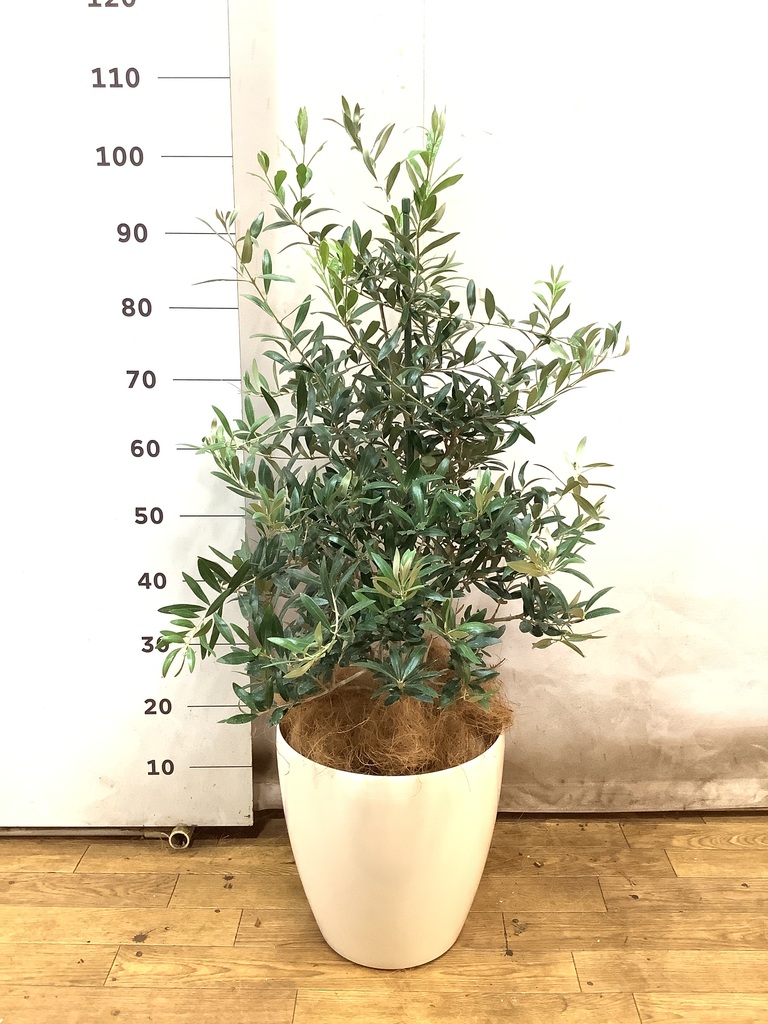 観葉植物 オリーブの木 8号 アルベキーナ アルマ ミドル 付き | 観葉