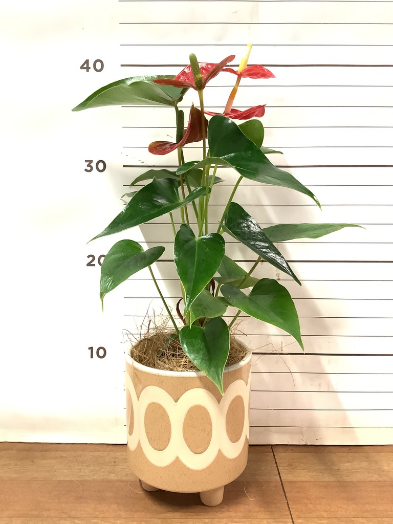 アンスリウム 3号 | 観葉植物ならHitoHana