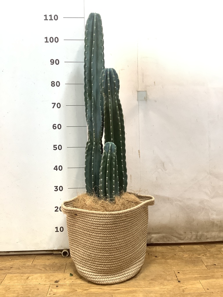 サボテン♡バスケット 観葉植物 柱サボテン 8号 リブバスケットNatural 付き | 観葉植物なら