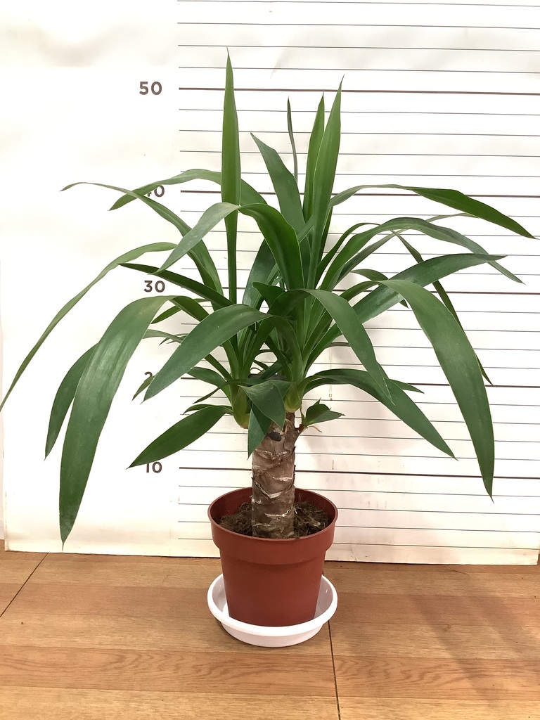 観葉植物 ユッカ 4号 ノーマル プラスチック鉢 | 観葉植物なら
