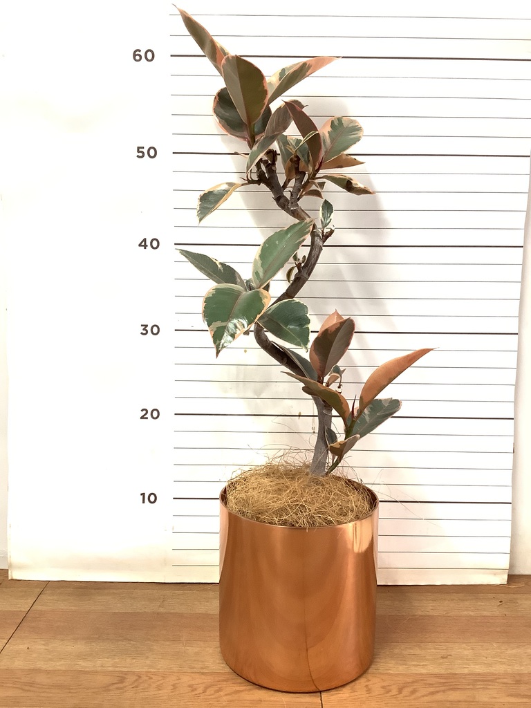 フィカス ルビー 写真 | 観葉植物通販HitoHana(ひとはな)