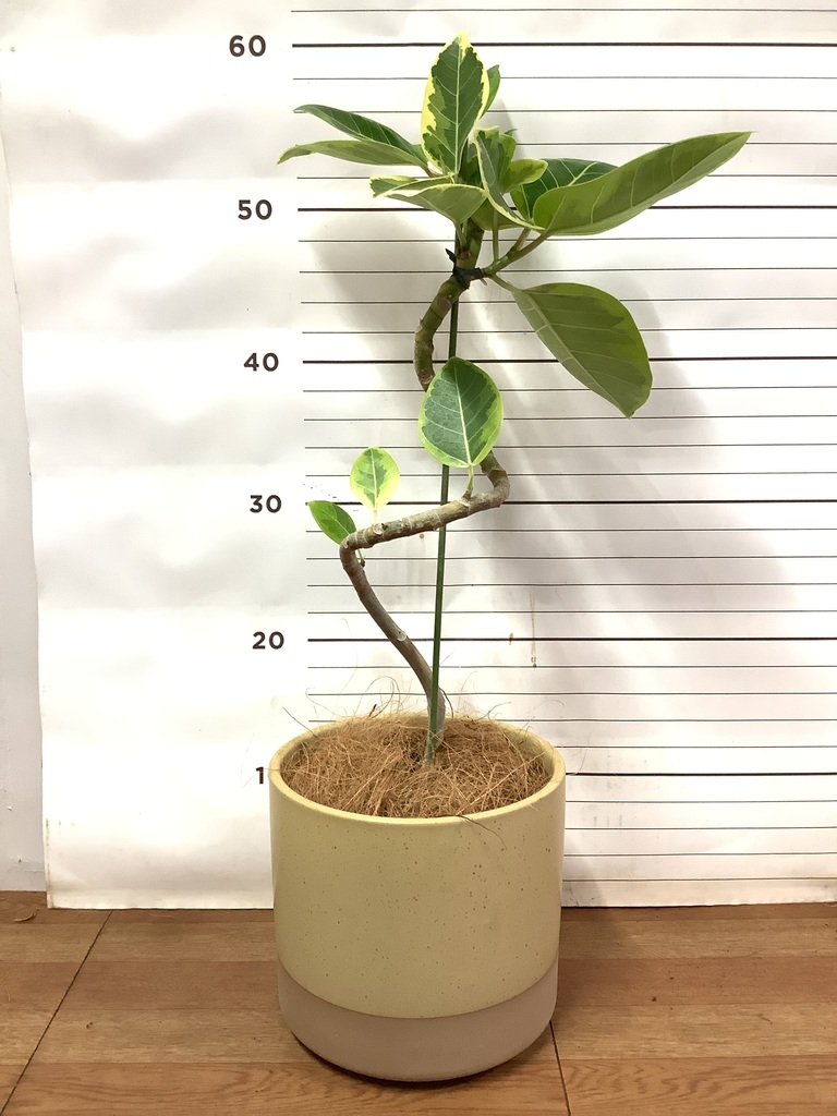 観葉植物 フィカス アルテシーマ 4号 曲り ハンネ 16 Y イエロー 付き