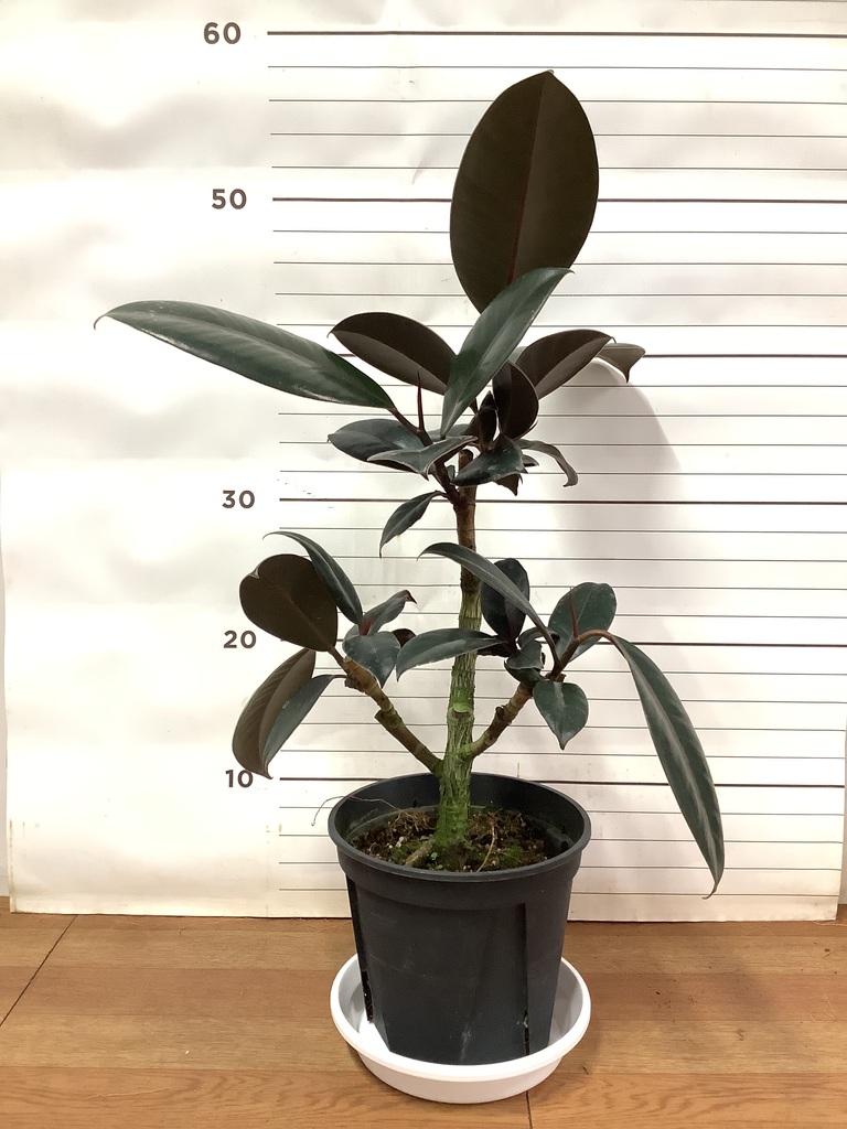 観葉植物 フィカス バーガンディ 5号 ノーマル プラスチック鉢