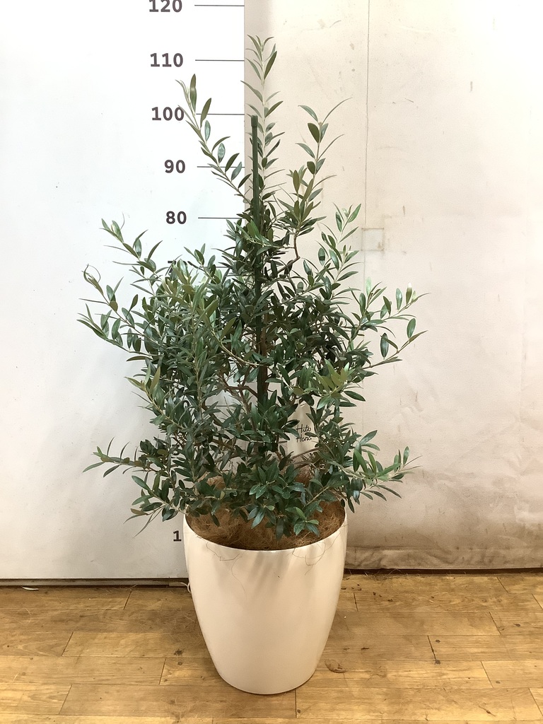 観葉植物 オリーブ 8号 アルベキーナ エコストーンGray 付き