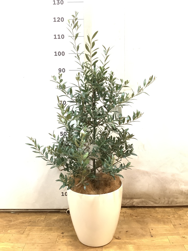 観葉植物 オリーブの木 8号 アルベキーナ Eco Stone（エコストーン