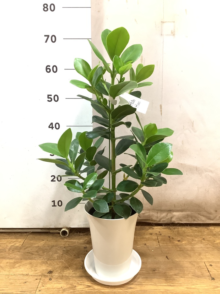 観葉植物 クルシア ロゼア プリンセス 6号 プラスチック鉢 | 観葉植物