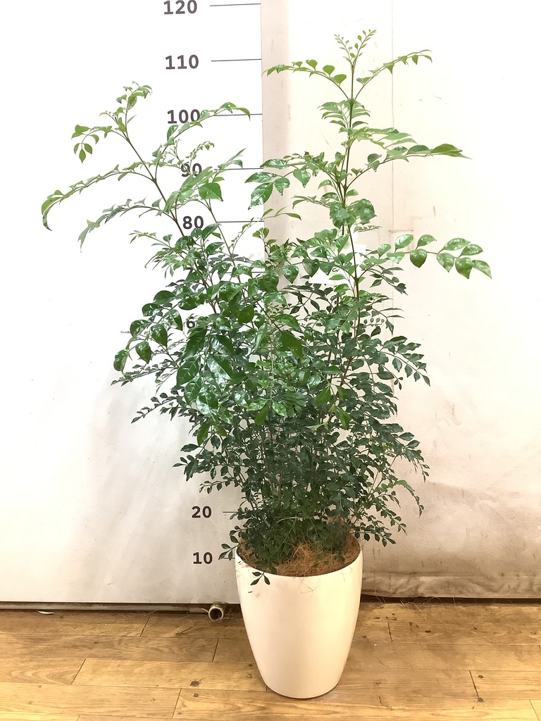 観葉植物 シマトネリコ 風水 | HitoHana（ひとはな）