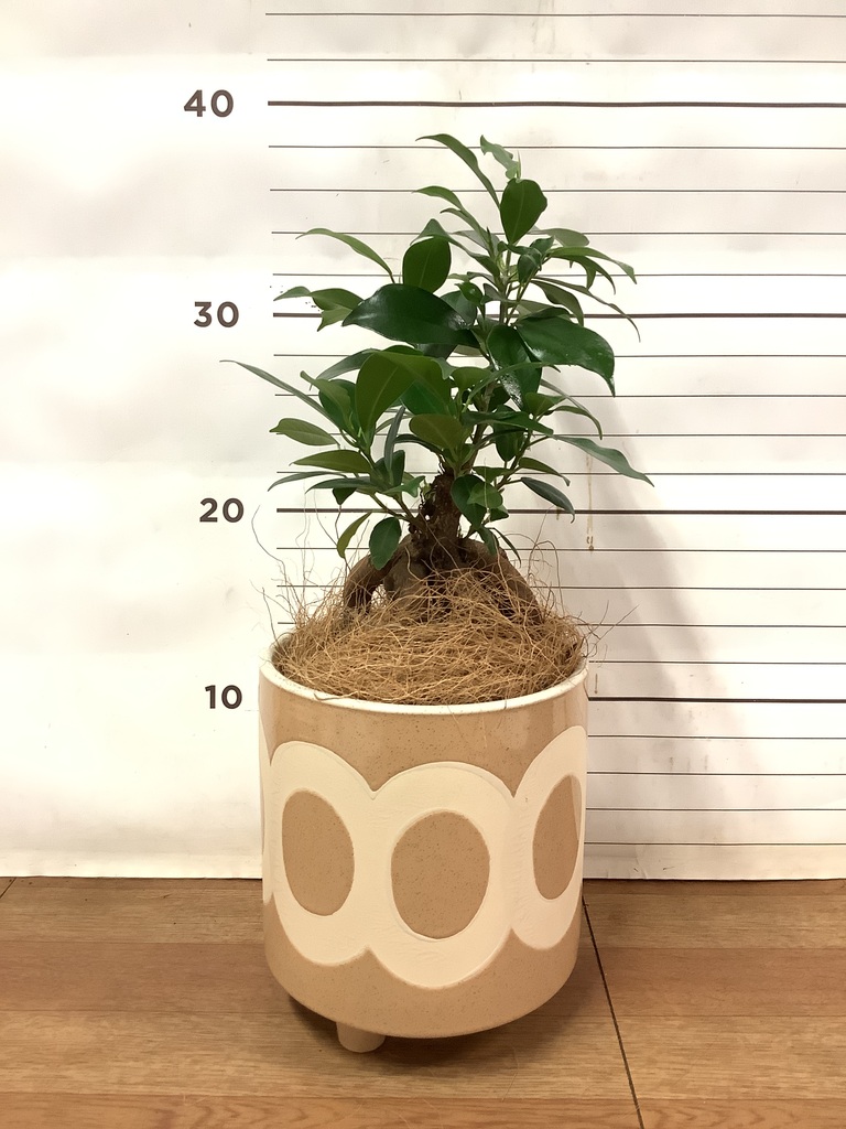 金運を高める観葉植物 | 風水 | HitoHana（ひとはな）