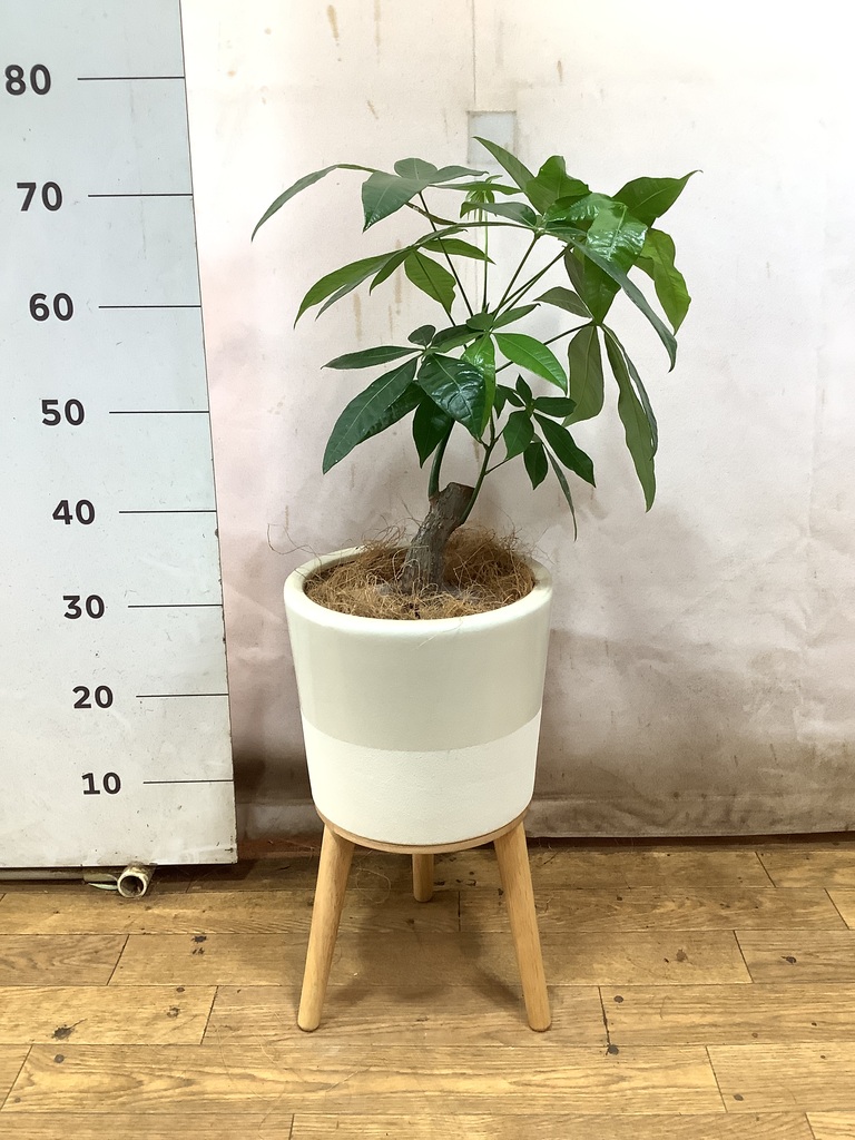 その他観葉植物 Nao nao (@na0_plants) • Instagram photos and videos