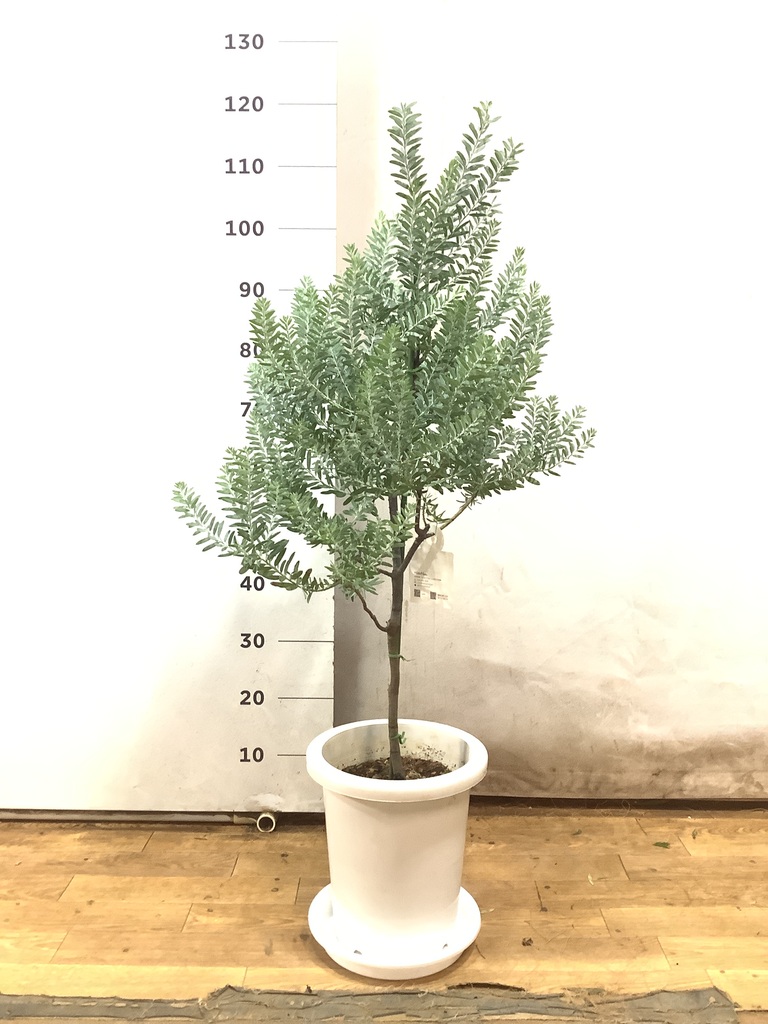 観葉植物 アカシア ブルーブッシュ 8号 プラスチック鉢 | 観葉植物なら