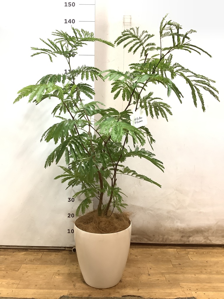 観葉植物 エバーフレッシュ 8号 ボサ造り バスク キューブ 付き | 観葉