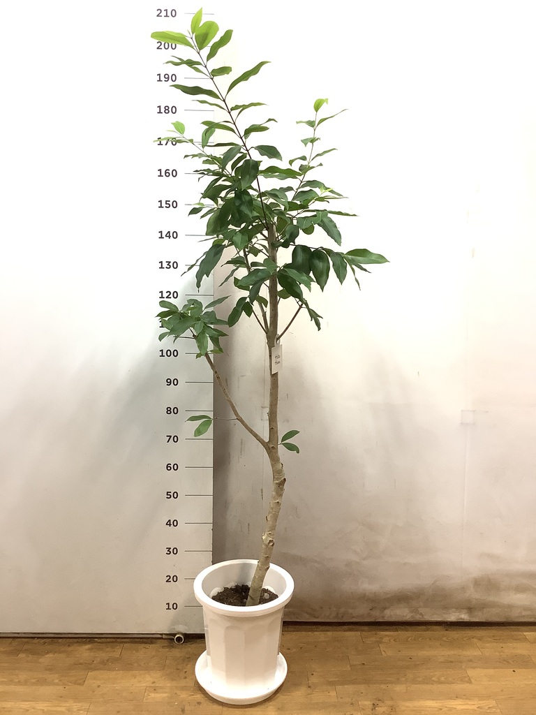 観葉植物 アマゾンオリーブ (ムラサキフトモモ) 10号 リブバスケット