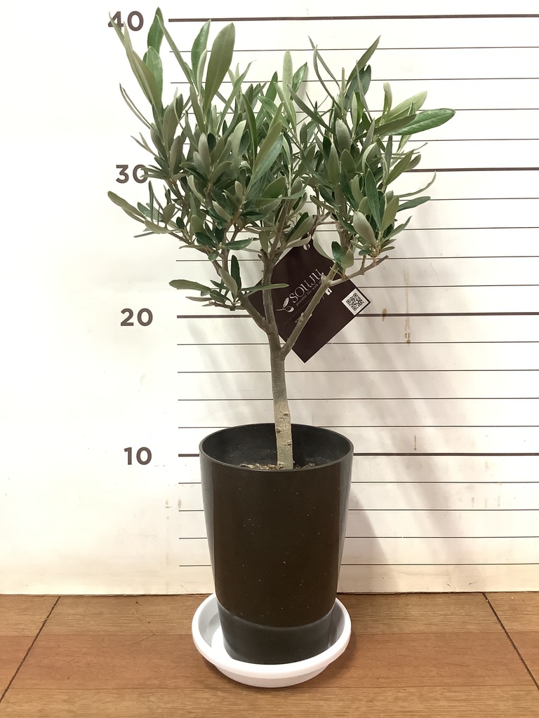 観葉植物 オリーブの木 3号 創樹プラスチック鉢 | 観葉植物なら