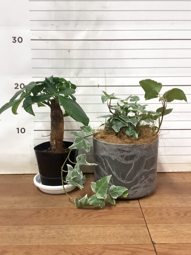 観葉植物 初心者にもおすすめお試し2点セット（パキラ 3号・アイビー