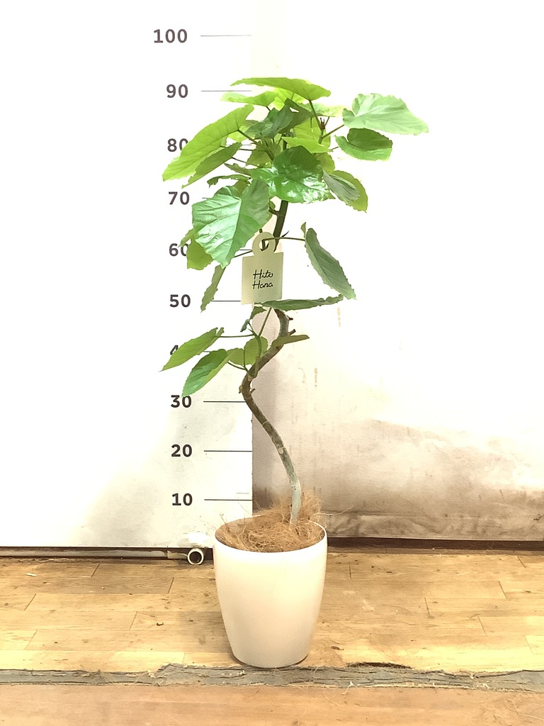 観葉植物 フィカス ウンベラータ 5号 曲り エルナ 0 B 付き | 観葉植物