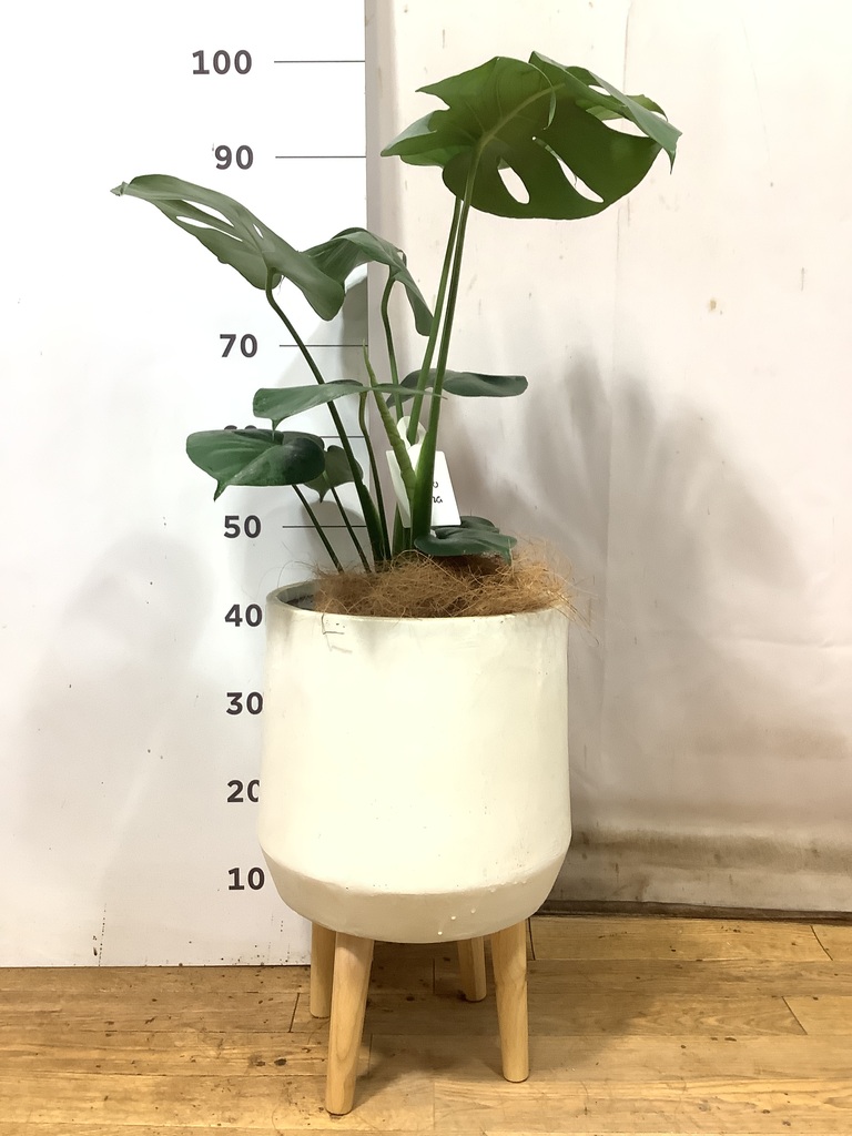 モンステラ 実生　観葉植物 ① 問い合わせ多数】実生モンステラについて#観葉植物 - YouTube