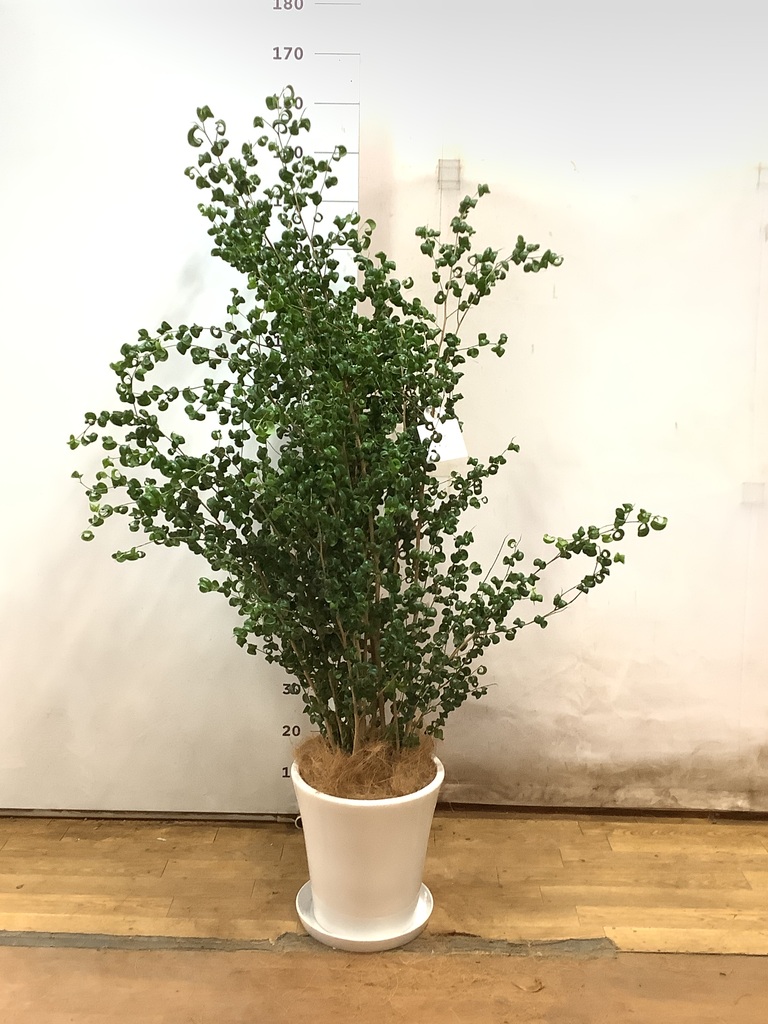 観葉植物 ベンジャミン 8号 バロック プラスチック鉢 | 観葉植物なら