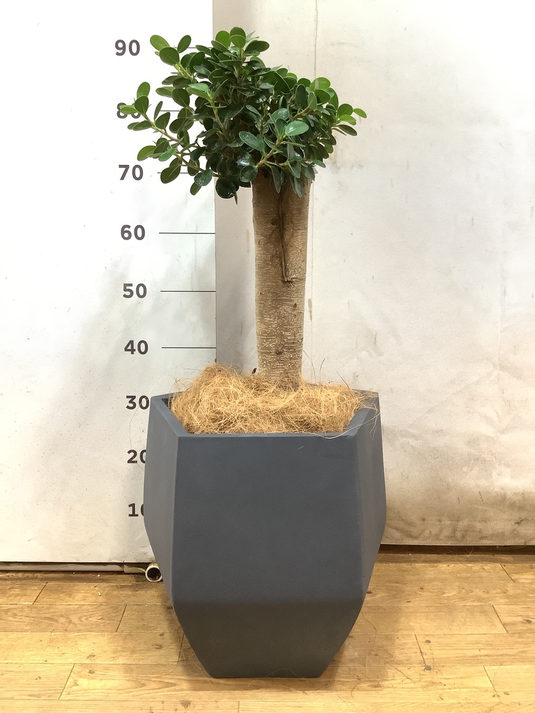 観葉植物 ガジュマル 8号 パンダ 朴仕立て ビアスソリッド 白