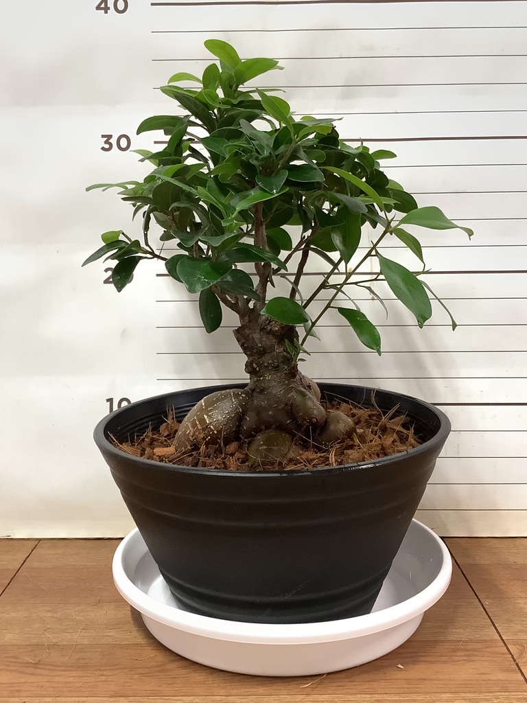 観葉植物 ガジュマル 7号 股仕立て プラスチック鉢 | 観葉植物