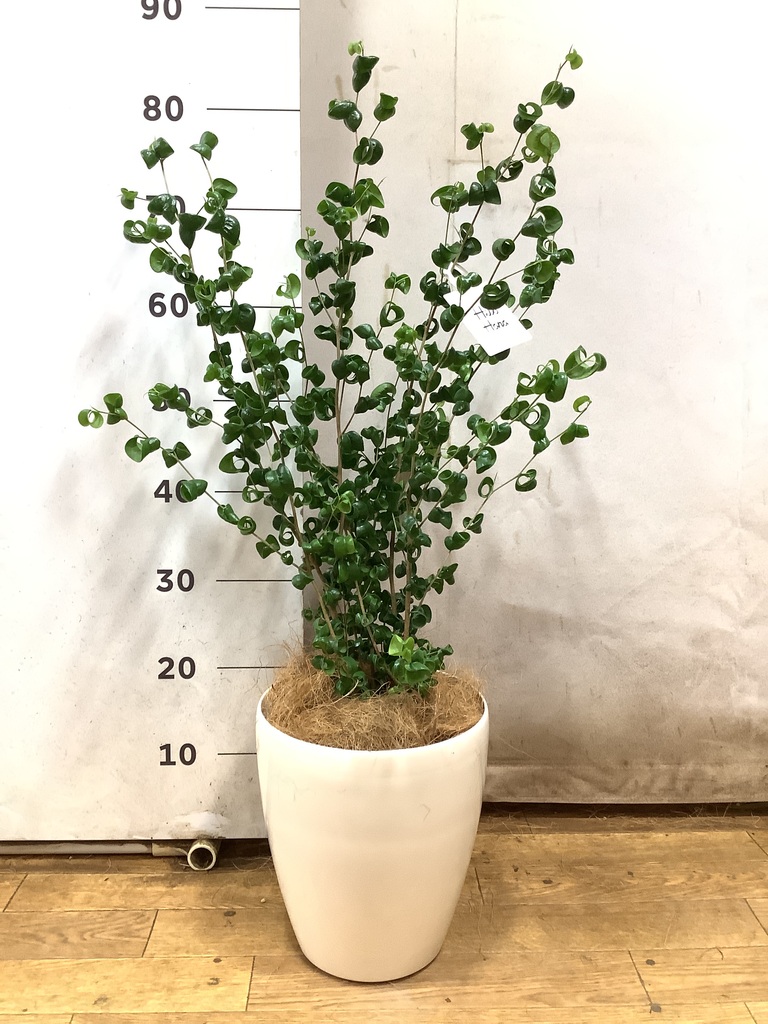 観葉植物 フィカス ベンジャミン 6号 バロック ラスターポット 付き