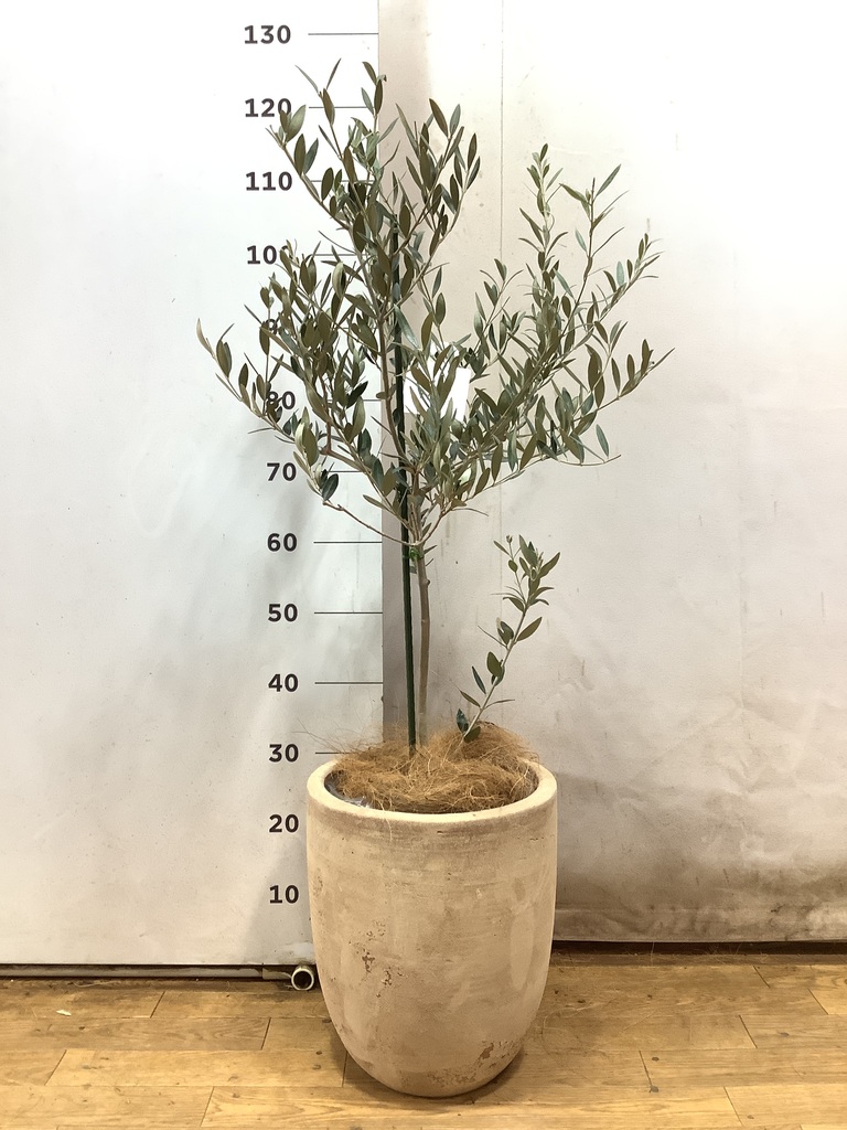 観葉植物 オリーブの木 8号 カヨンヌ ポリゴヘクサ 白 付き