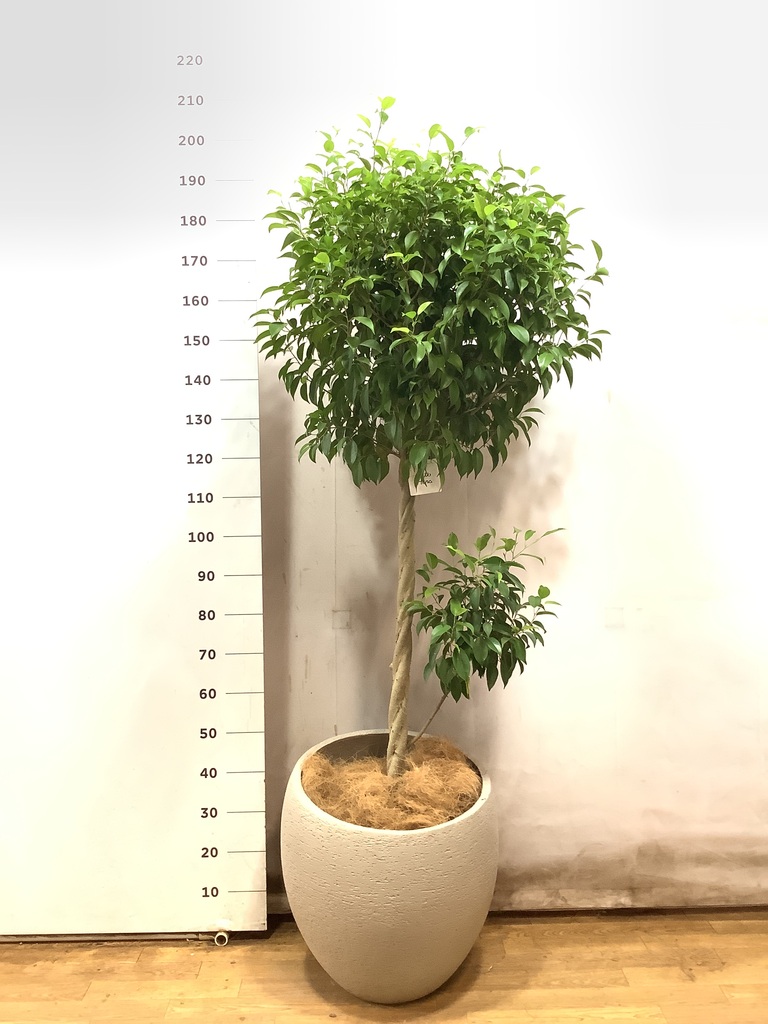 観葉植物 フィカス ベンジャミン 10号 玉造り コーテス ヘックス