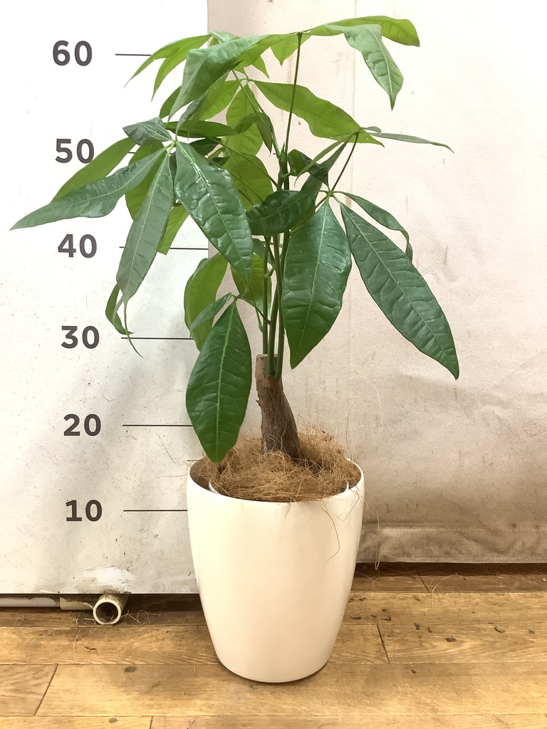 観葉植物 パキラ 5号 朴 ラスターポット 付き | 観葉植物ならHitoHana